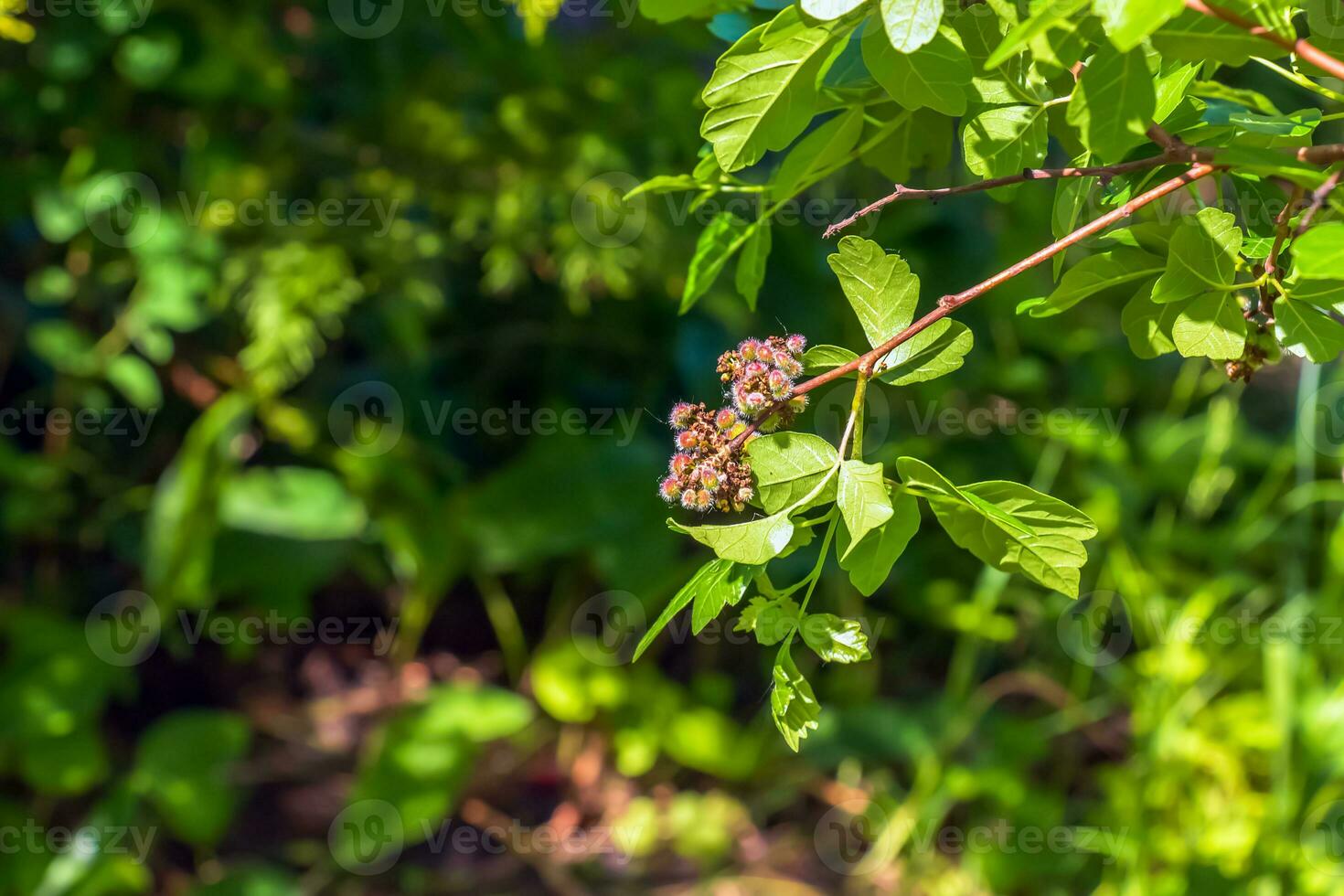 Close-up of fragrant sumac in spring. Latin name Rhus Aromatica. Sumac grows in subtropical and temperate regions around the world. photo