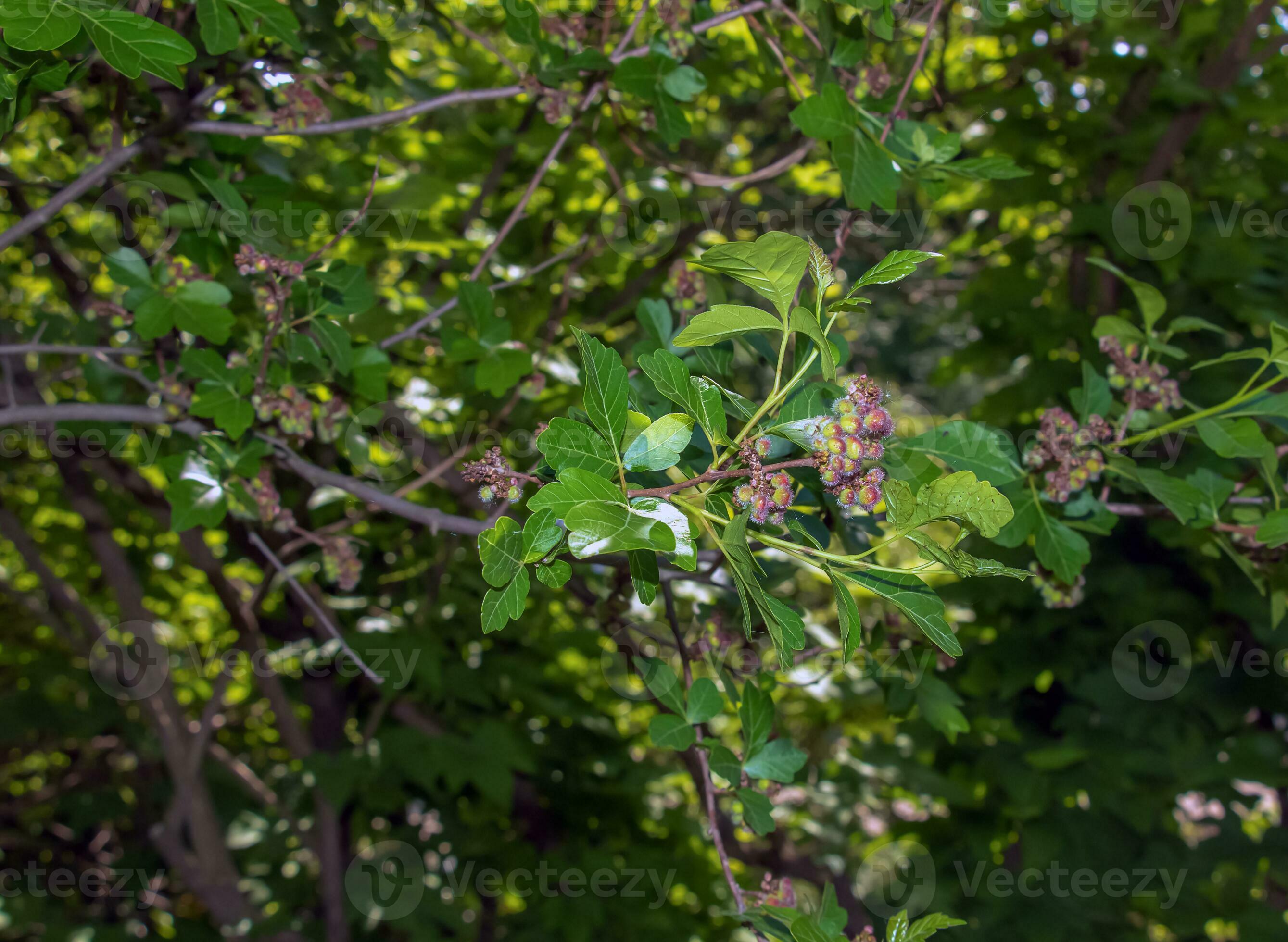 Closeup of fragrant sumac in spring. Latin name Rhus Aromatica. Sumac