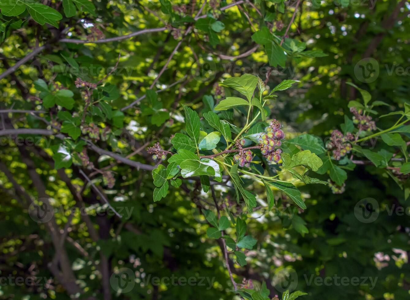 Close-up of fragrant sumac in spring. Latin name Rhus Aromatica. Sumac grows in subtropical and temperate regions around the world. photo