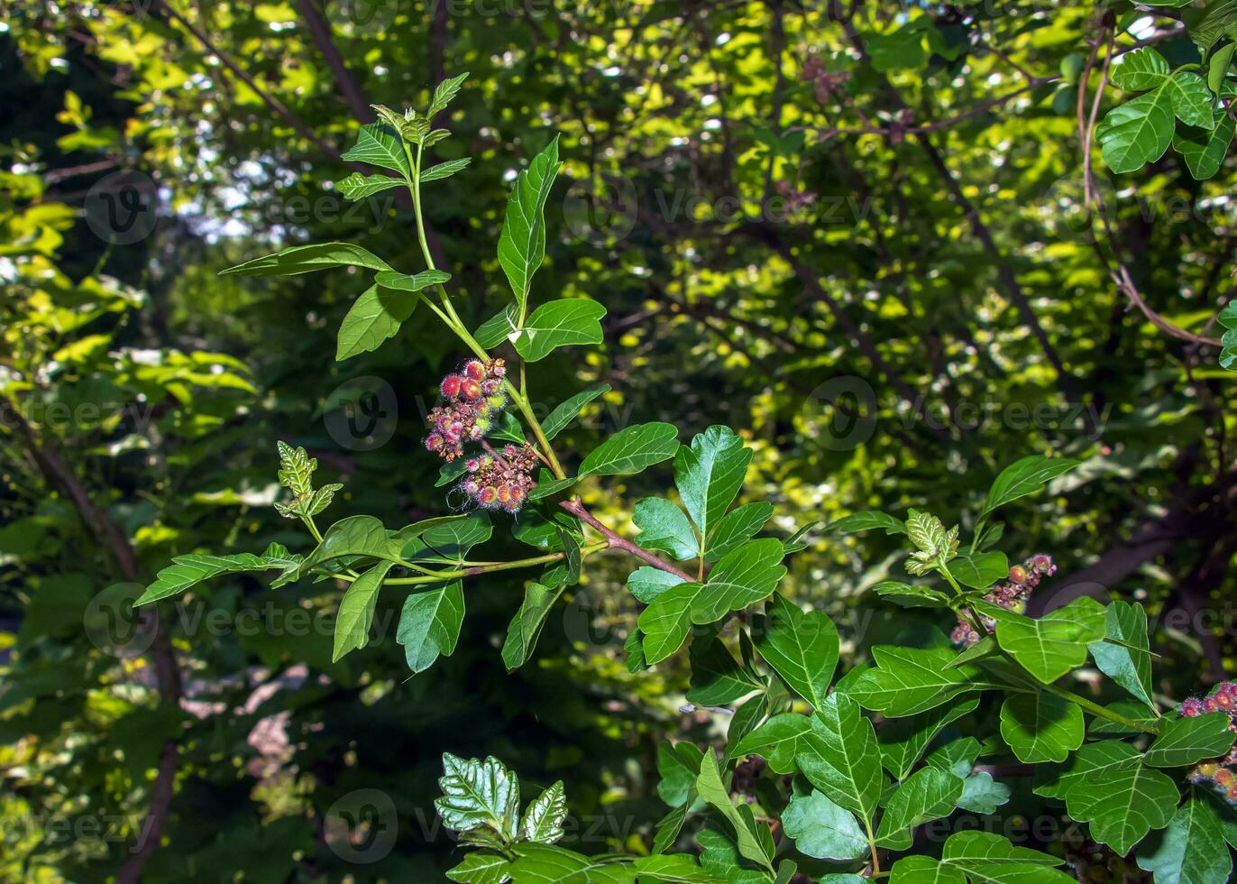 Closeup of fragrant sumac in spring. Latin name Rhus Aromatica. Sumac