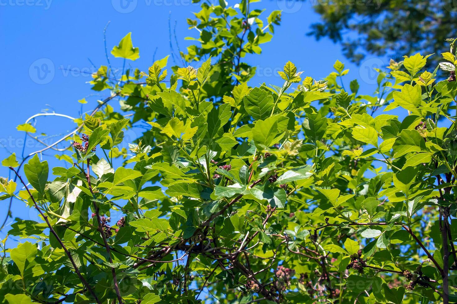 Close-up of fragrant sumac in spring. Latin name Rhus Aromatica. Sumac grows in subtropical and temperate regions around the world. photo