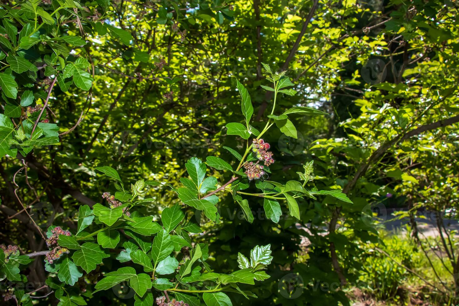 Closeup of fragrant sumac in spring. Latin name Rhus Aromatica. Sumac