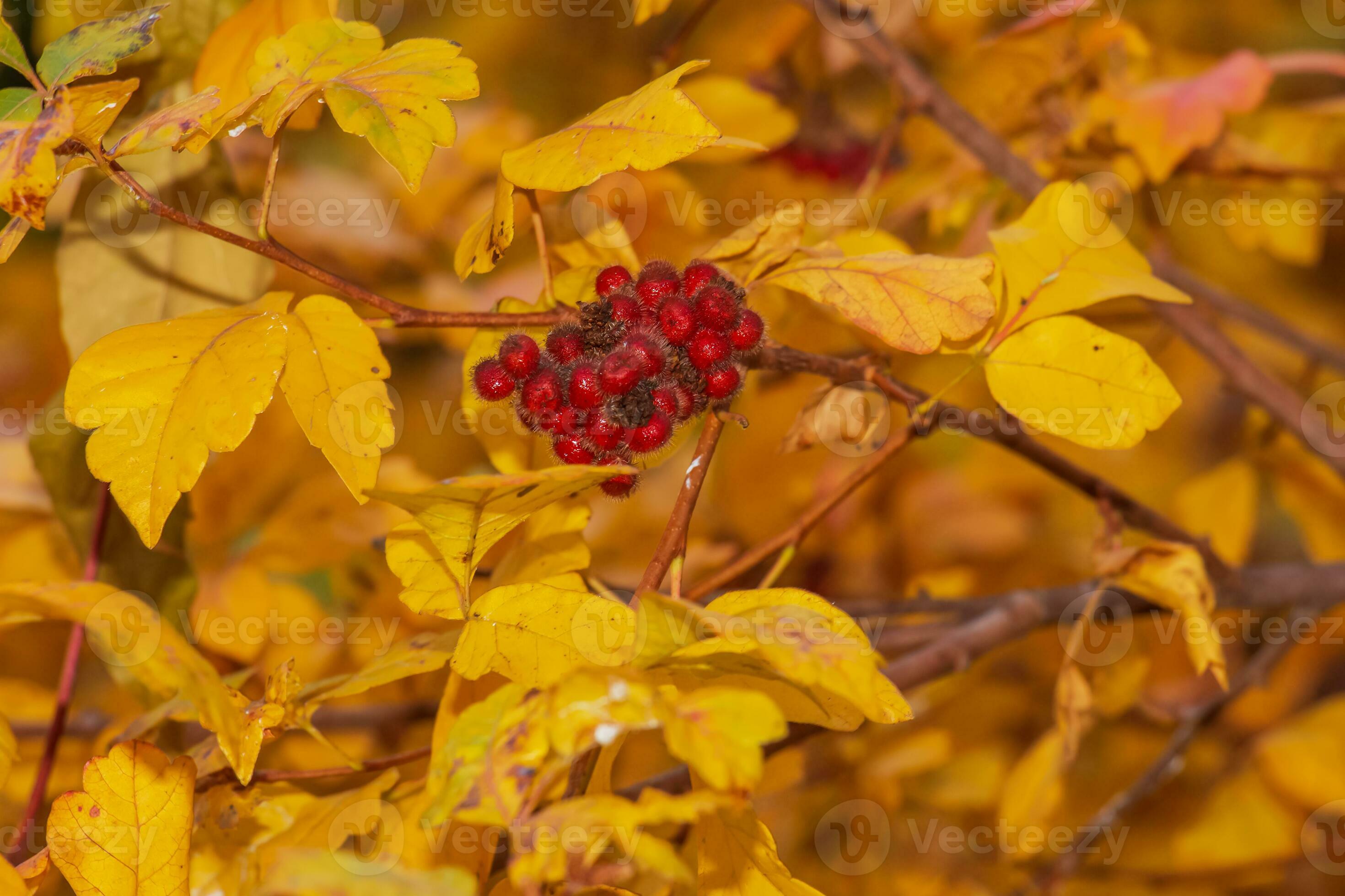 Closeup of fragrant sumac in autumn. Latin name Rhus Aromatica. Sumac