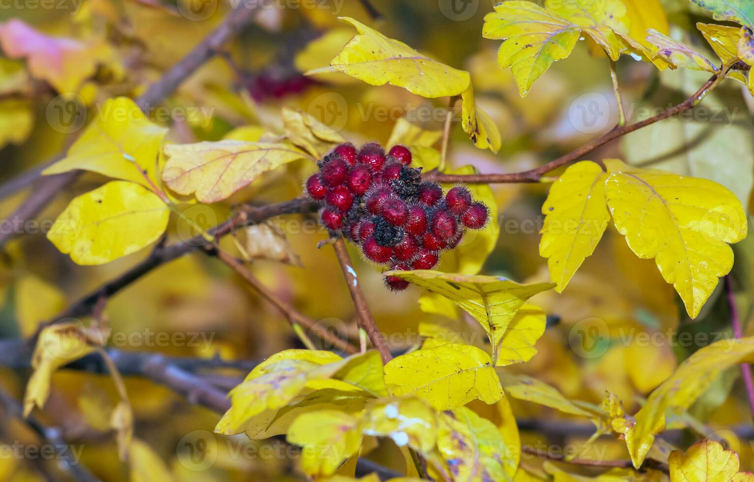 Closeup of fragrant sumac in autumn. Latin name Rhus Aromatica. Sumac