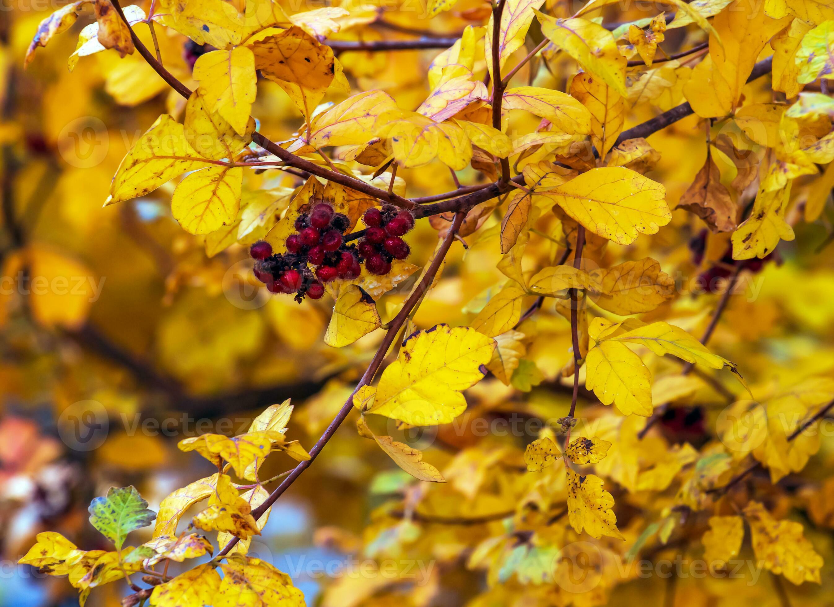 Closeup of fragrant sumac in autumn. Latin name Rhus Aromatica. Sumac