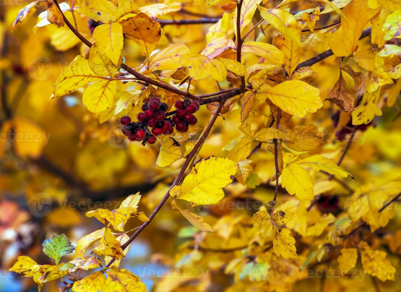 Closeup of fragrant sumac in autumn. Latin name Rhus Aromatica. Sumac