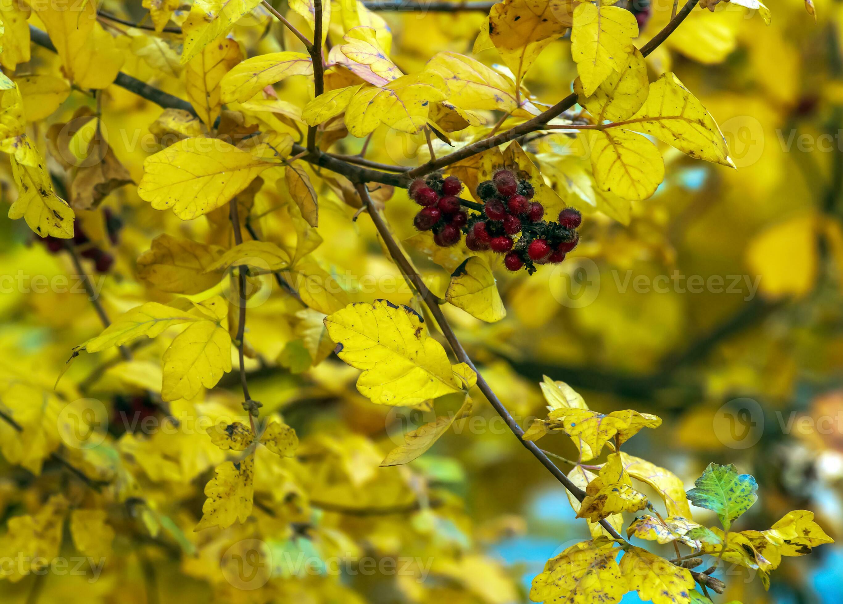 Closeup of fragrant sumac in autumn. Latin name Rhus Aromatica. Sumac