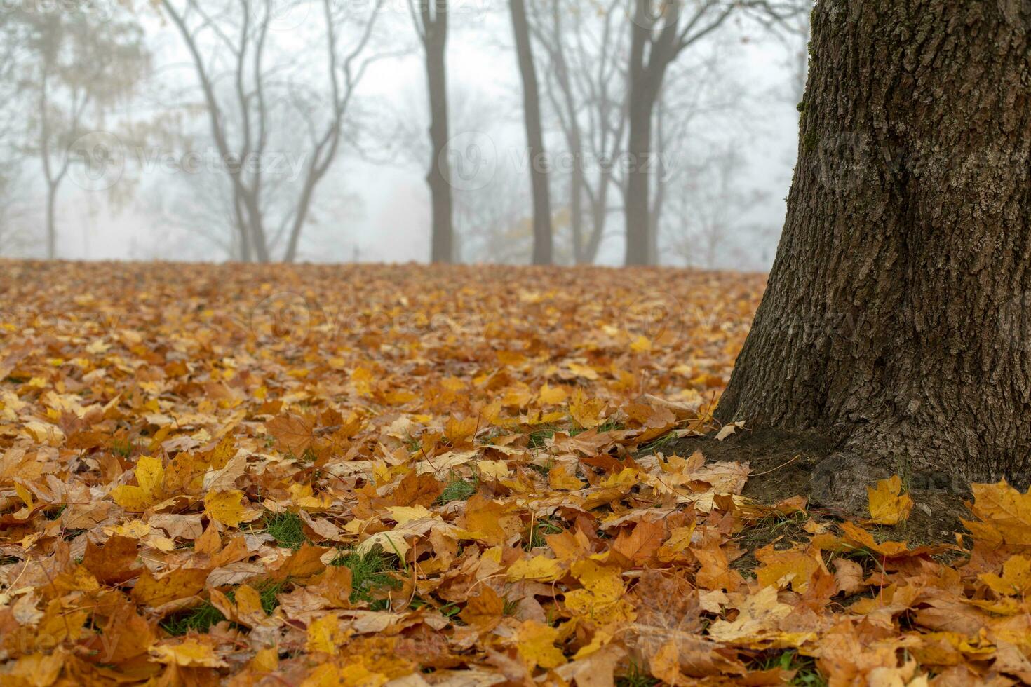 View of misty gray morning in autumn park with fallen leaves photo