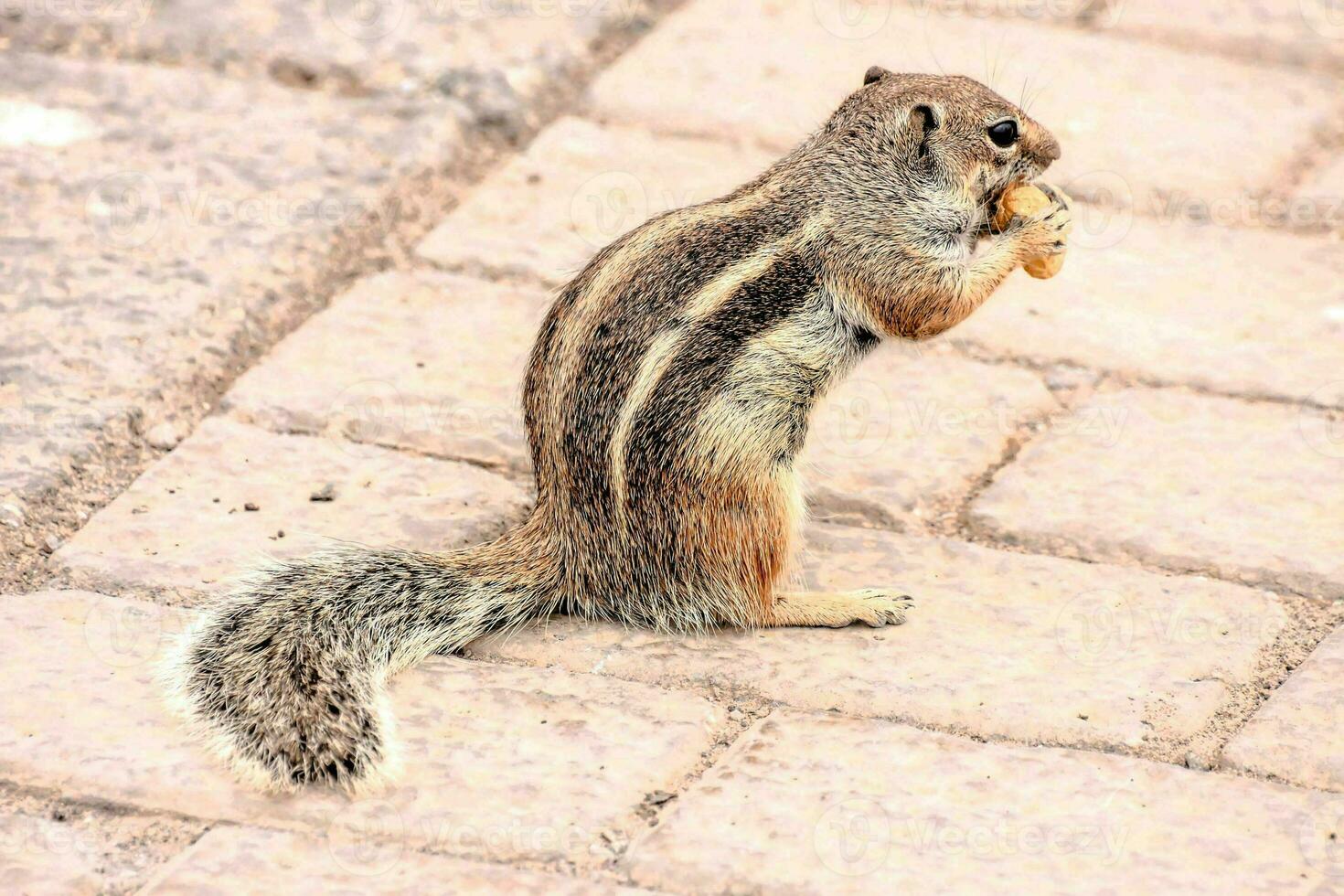 a chipmunk is standing on a rock with its paws up photo