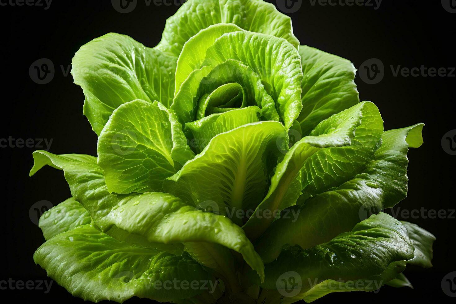 photos of lettuce ready to serve in indoor studio AI Generated