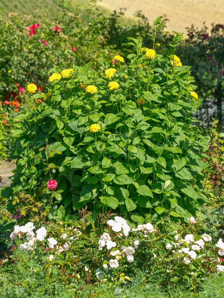 flowers in the garden photo