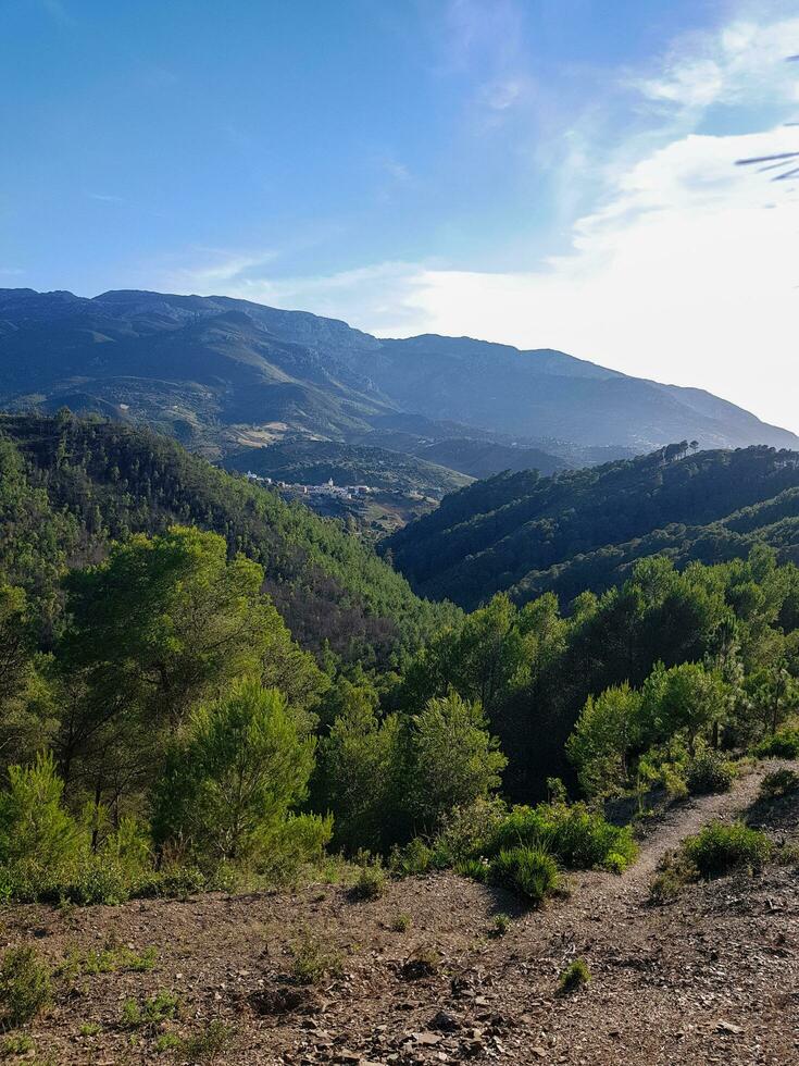 Sun rays are shining on the pine forest photo
