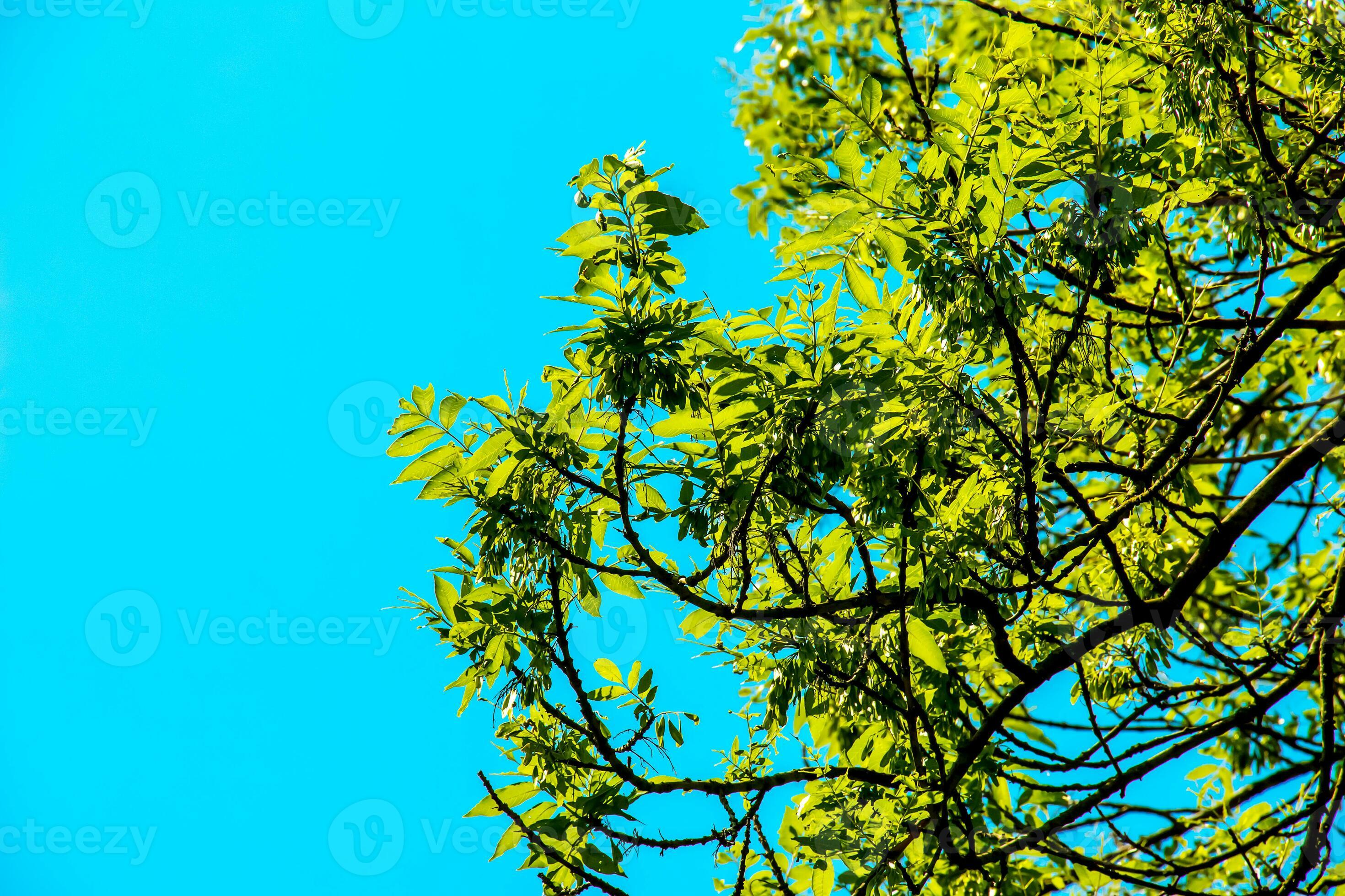 Lantern tree or golden rain tree. botanical name Koelreuteria