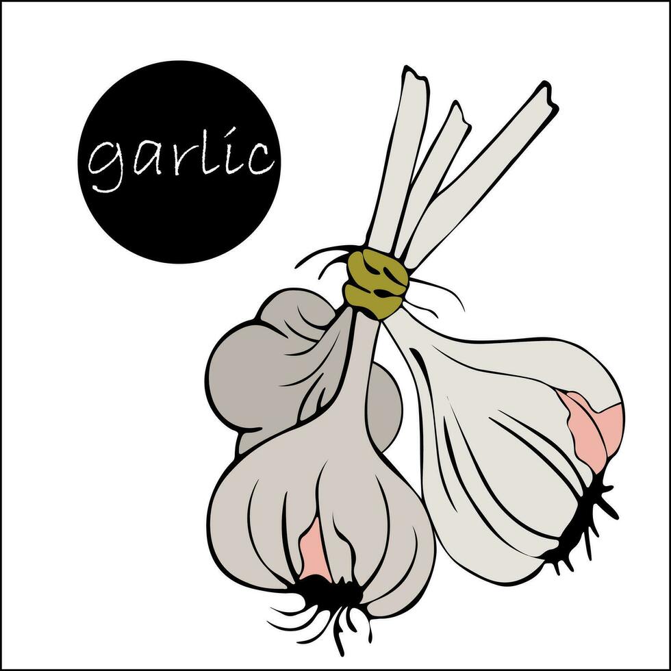 Garlic heads with dry peduncle are tied with rope. farmer's market product, concept of proper garlic storage. Harvest time. vector