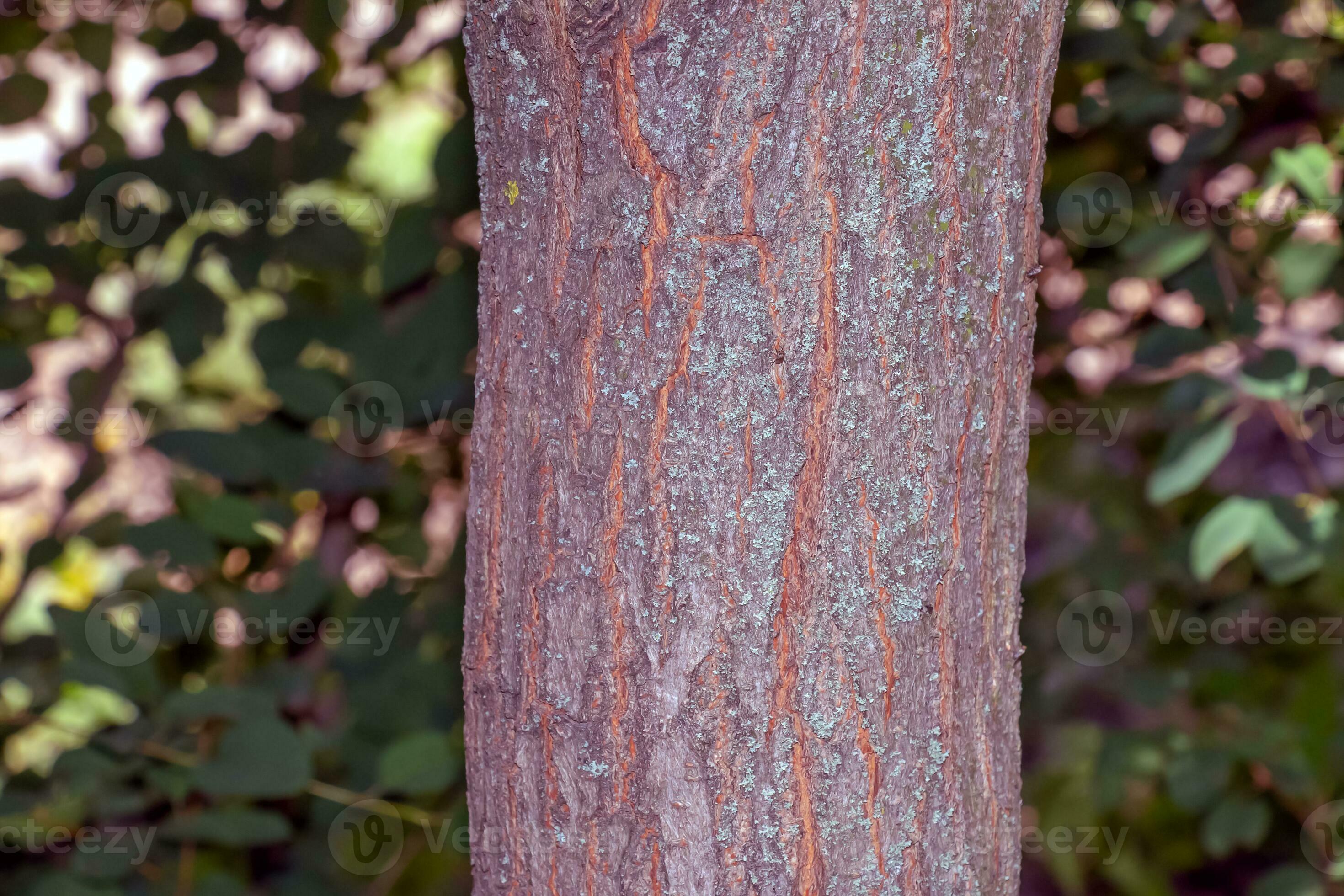 Golden rain tree bark detail Latin name Koelreuteria paniculata