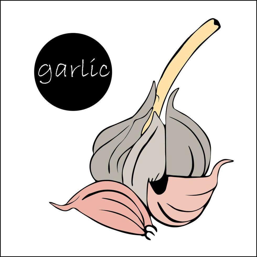 One head of garlic with dry stem and clove of garlic. Farmer's market product, concept of proper garlic storage. Harvest time. vector