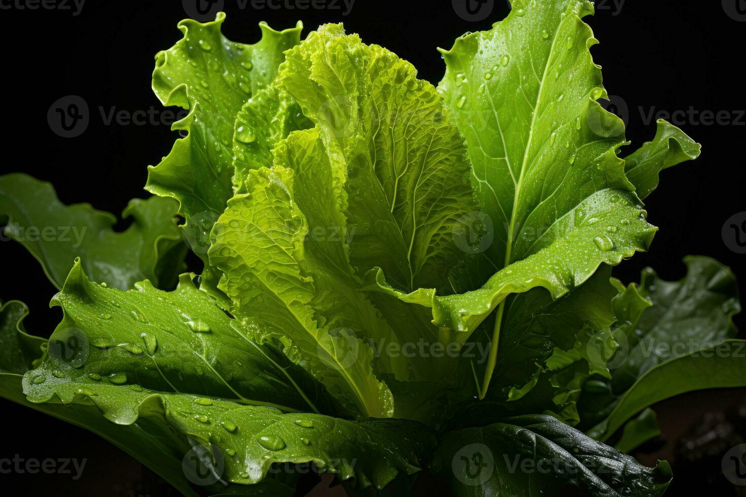 photos of lettuce ready to serve in indoor studio AI Generated