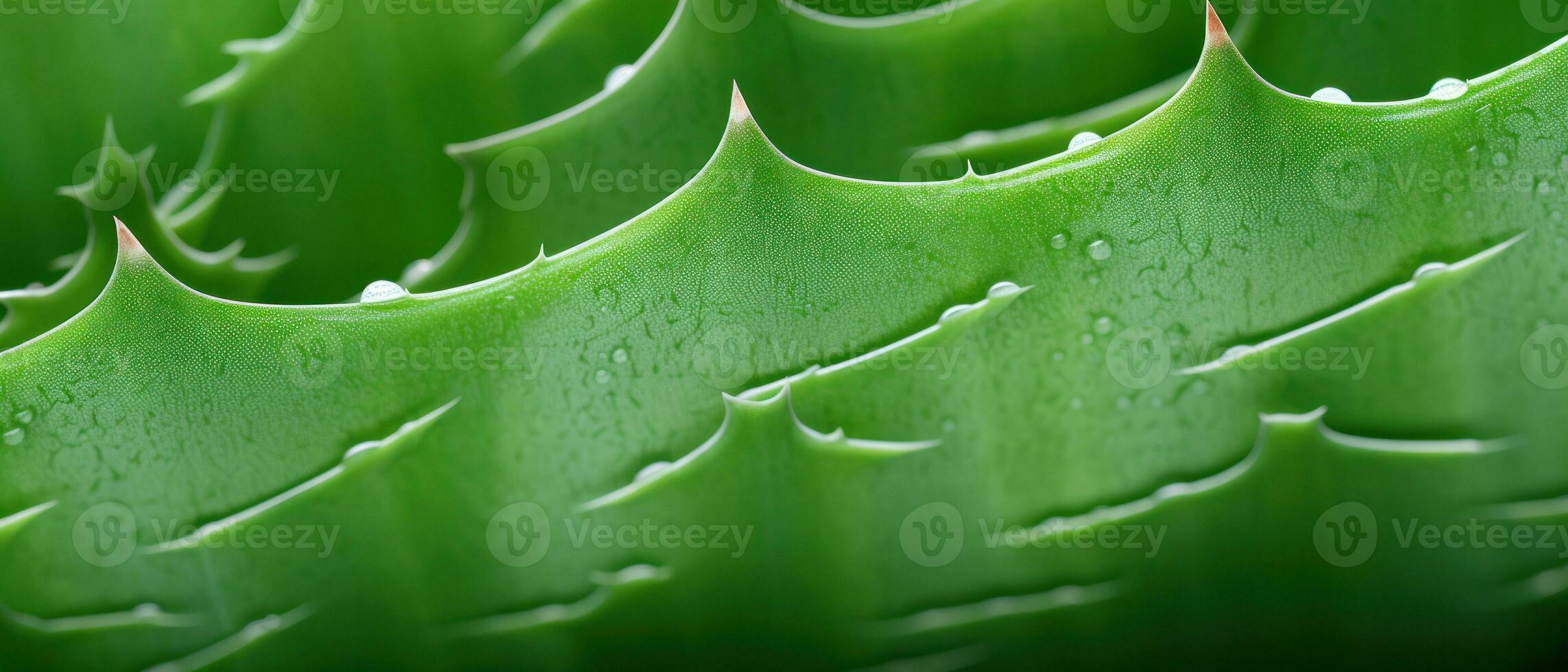 Macro shot of aloe vera. AI Generative photo