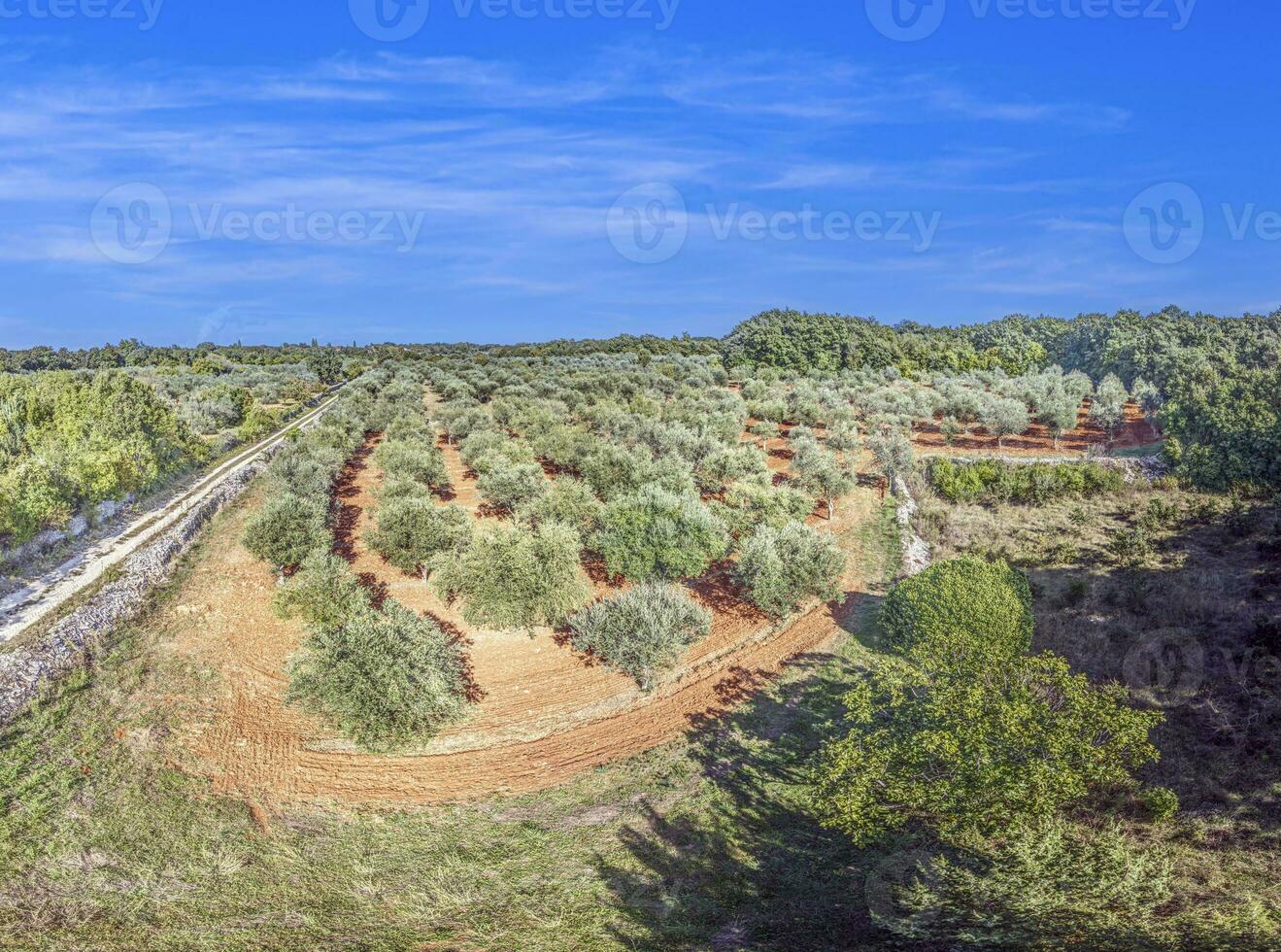 Drone image of a large olive grove in Croatia in summer photo