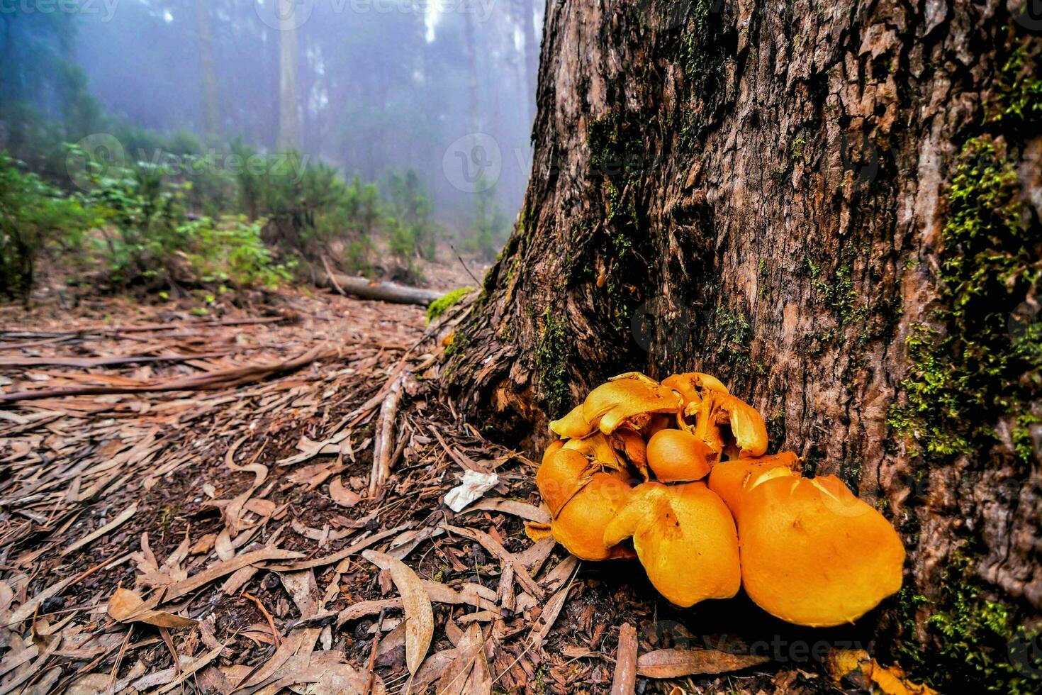 a group of mushrooms growing on the ground near a tree photo