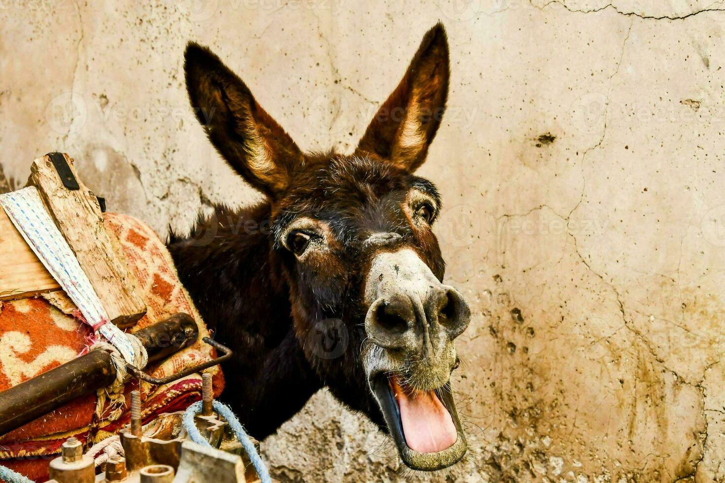 A braying donkey photo