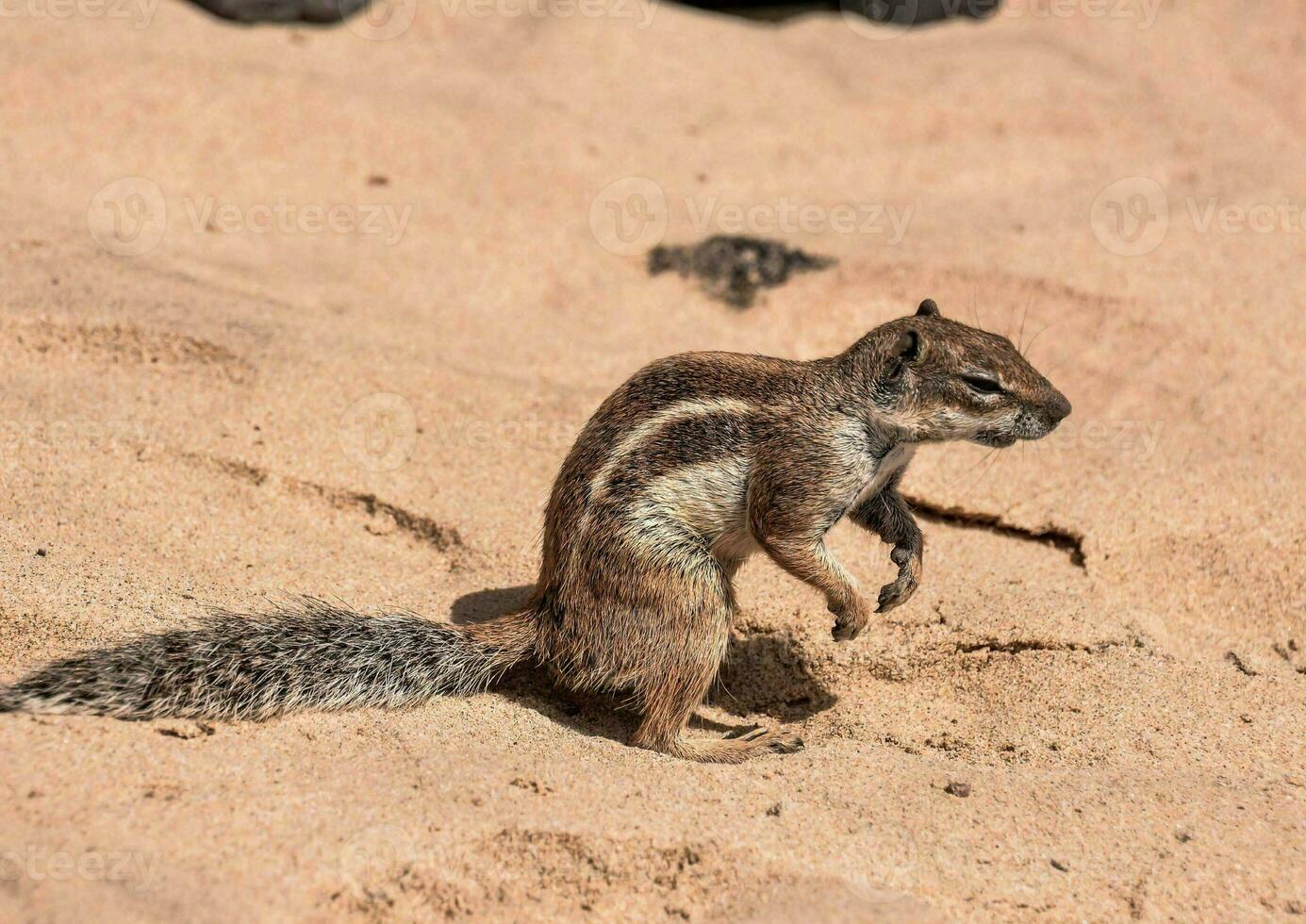 Close-up of a squirrel photo