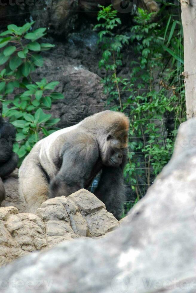 A gorilla in the forest photo