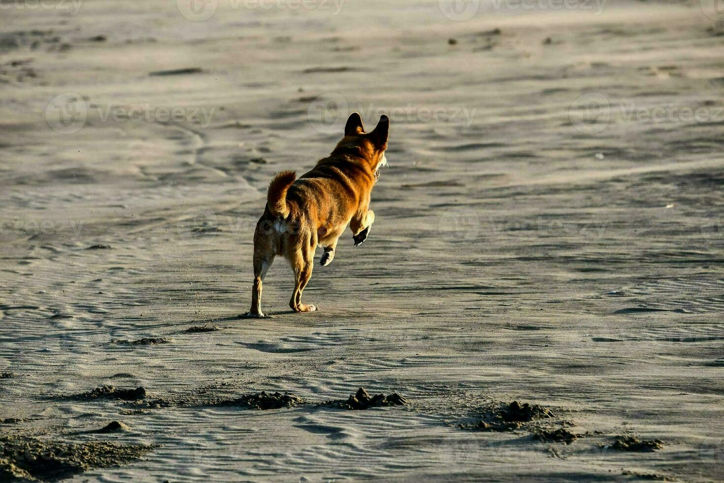 A dog running photo