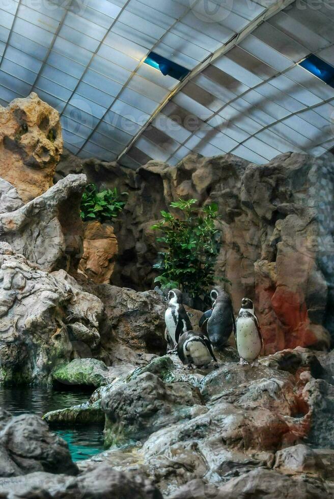 penguins in an aquarium at the zoo photo
