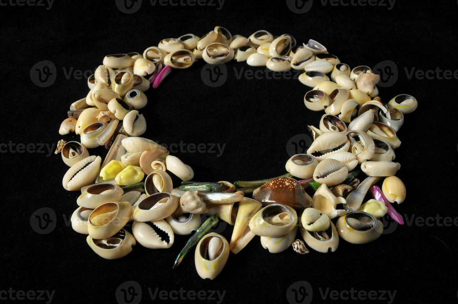 Shells on black background photo