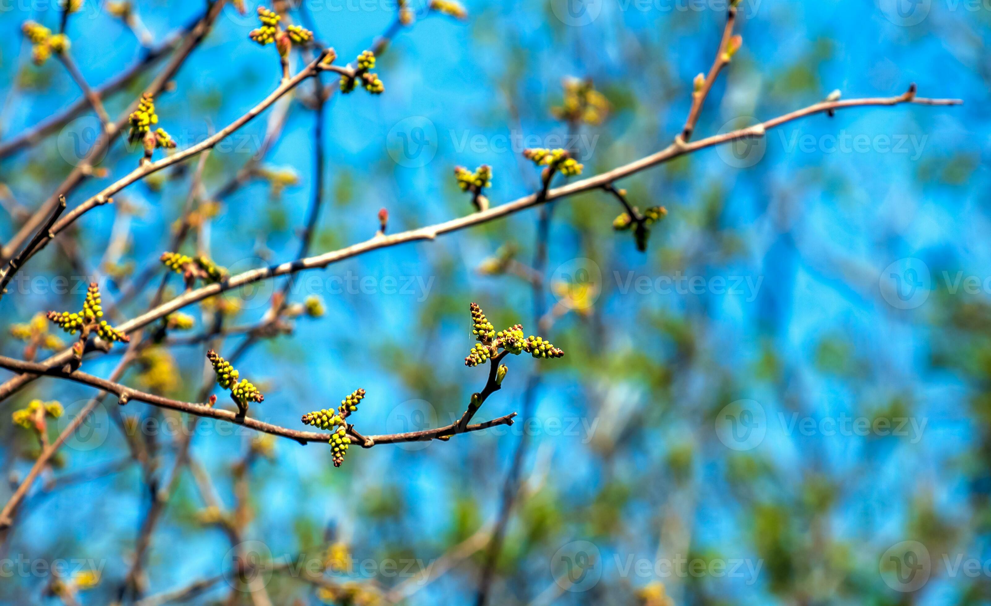 Closeup of fragrant sumac in spring. Latin name Rhus Aromatica. Sumac