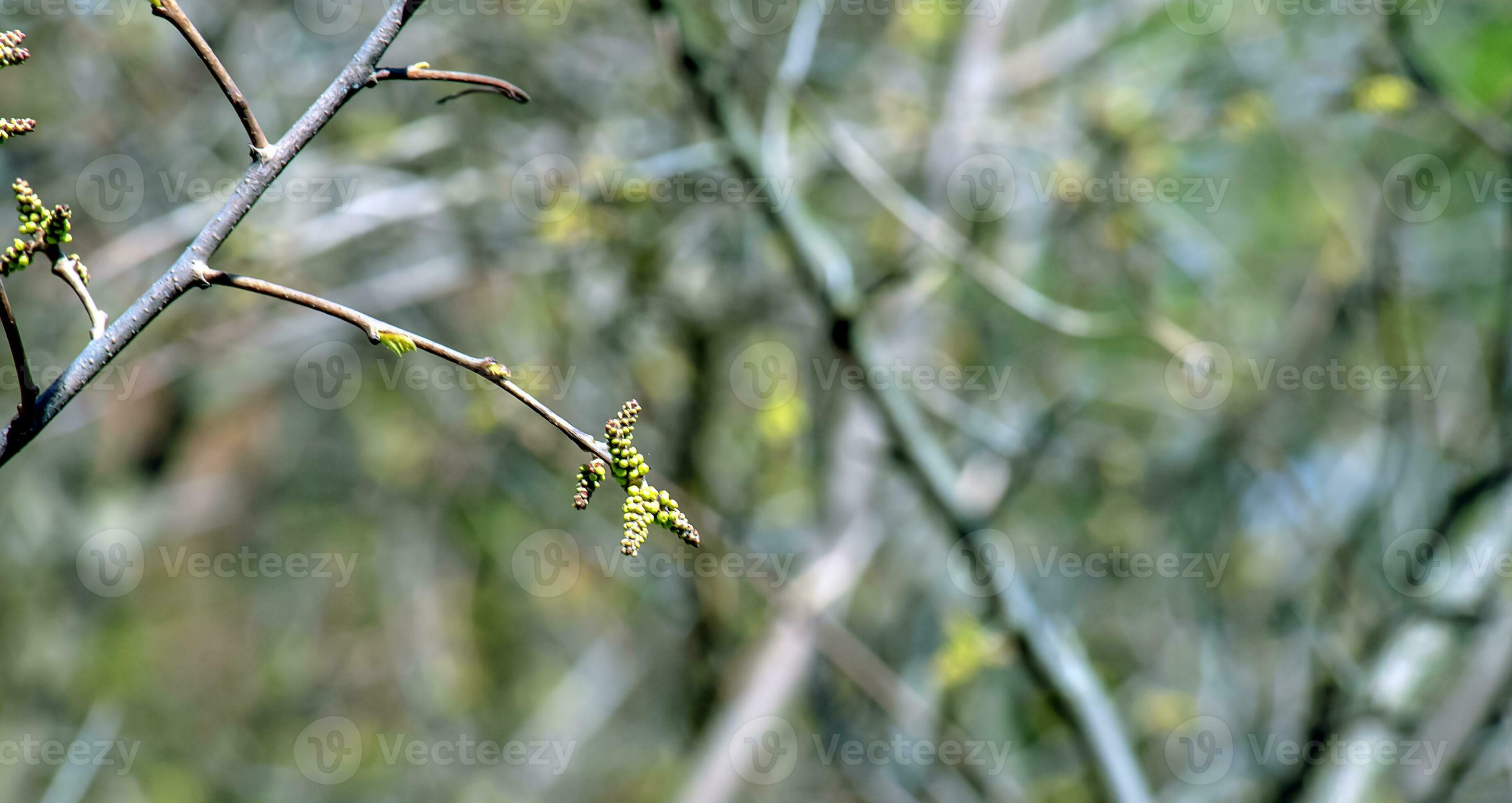 Closeup of fragrant sumac in spring. Latin name Rhus Aromatica. Sumac grows in subtropical and
