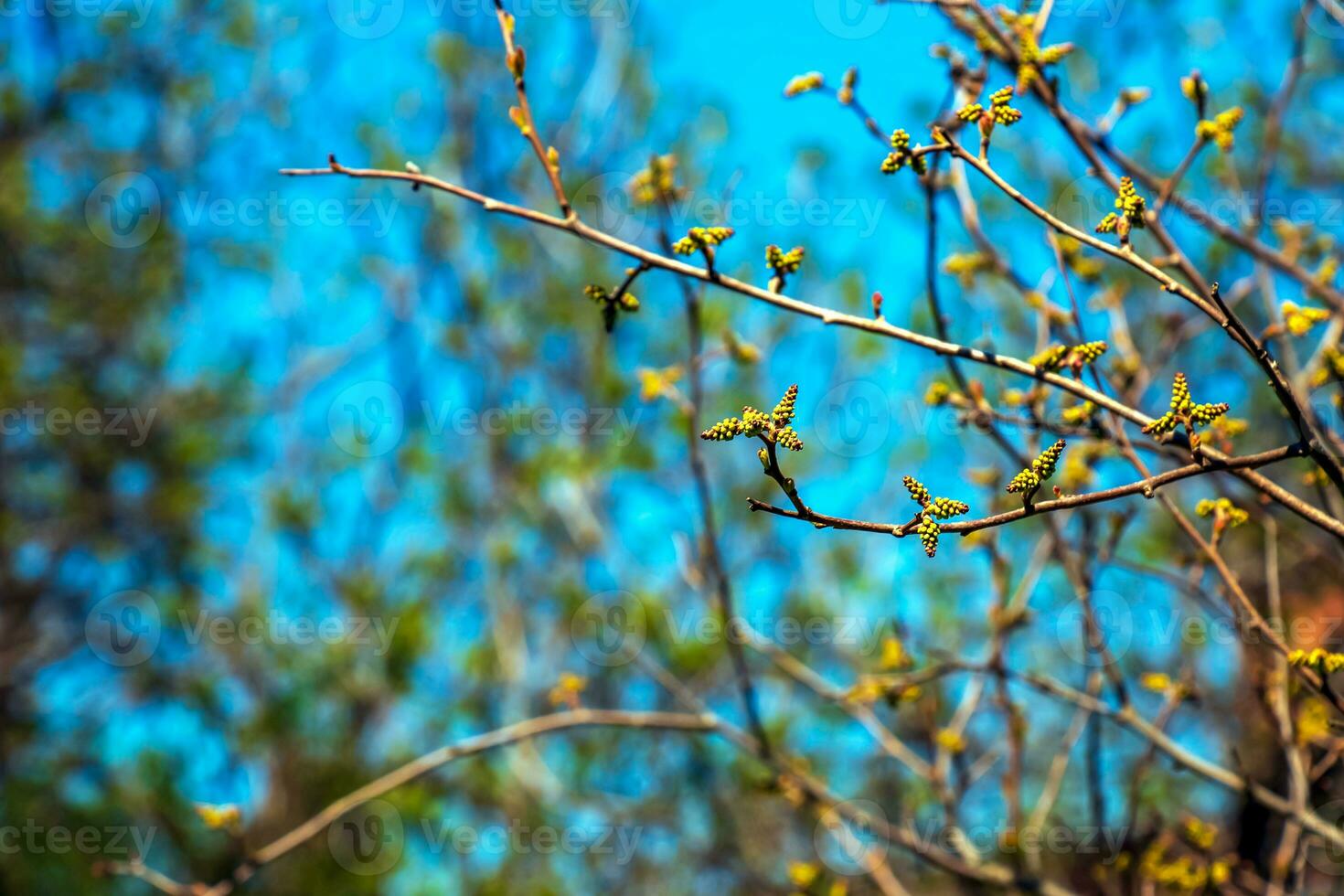 Close-up of fragrant sumac in spring. Latin name Rhus Aromatica. Sumac grows in subtropical and temperate regions around the world. photo