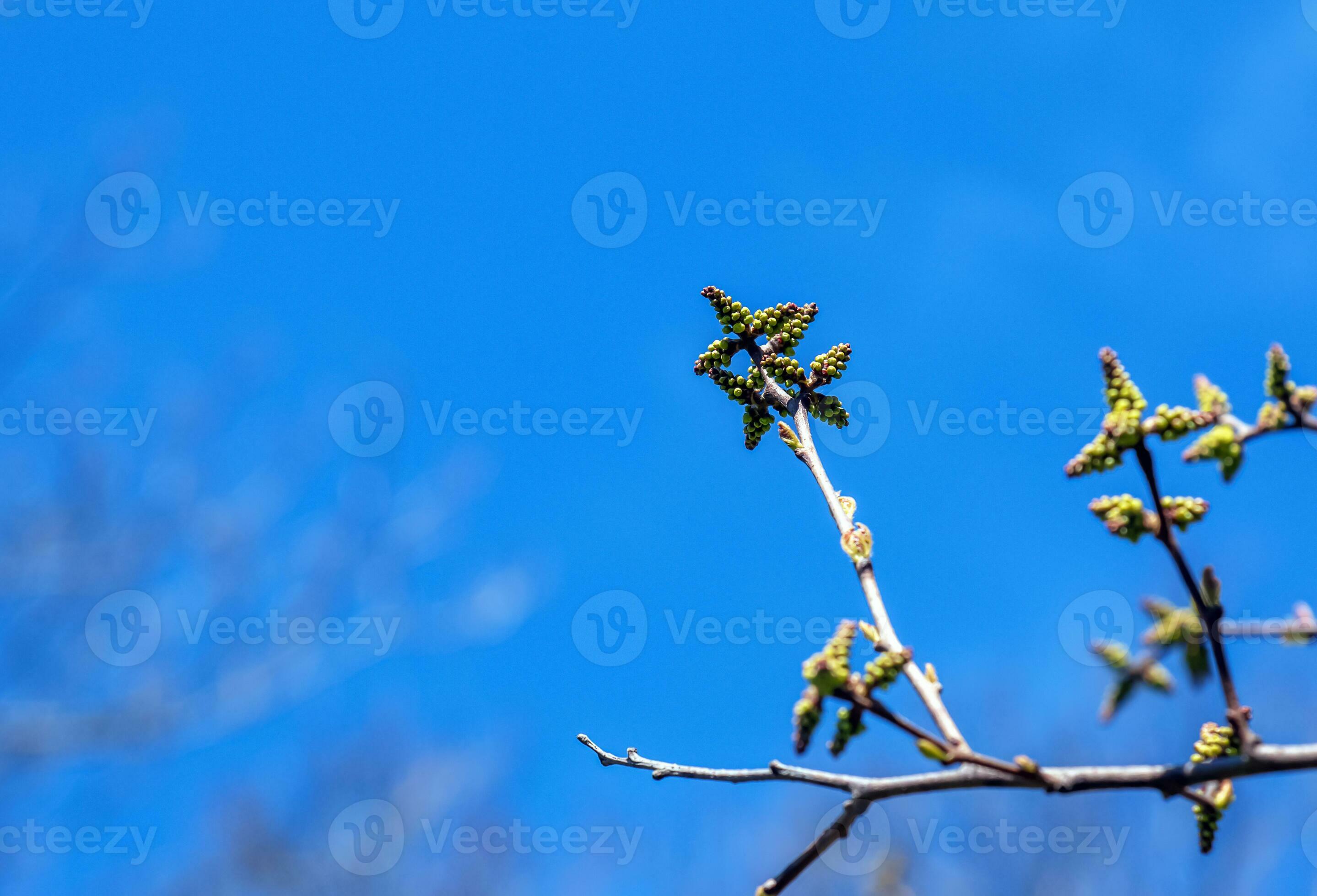 Closeup of fragrant sumac in spring. Latin name Rhus Aromatica. Sumac