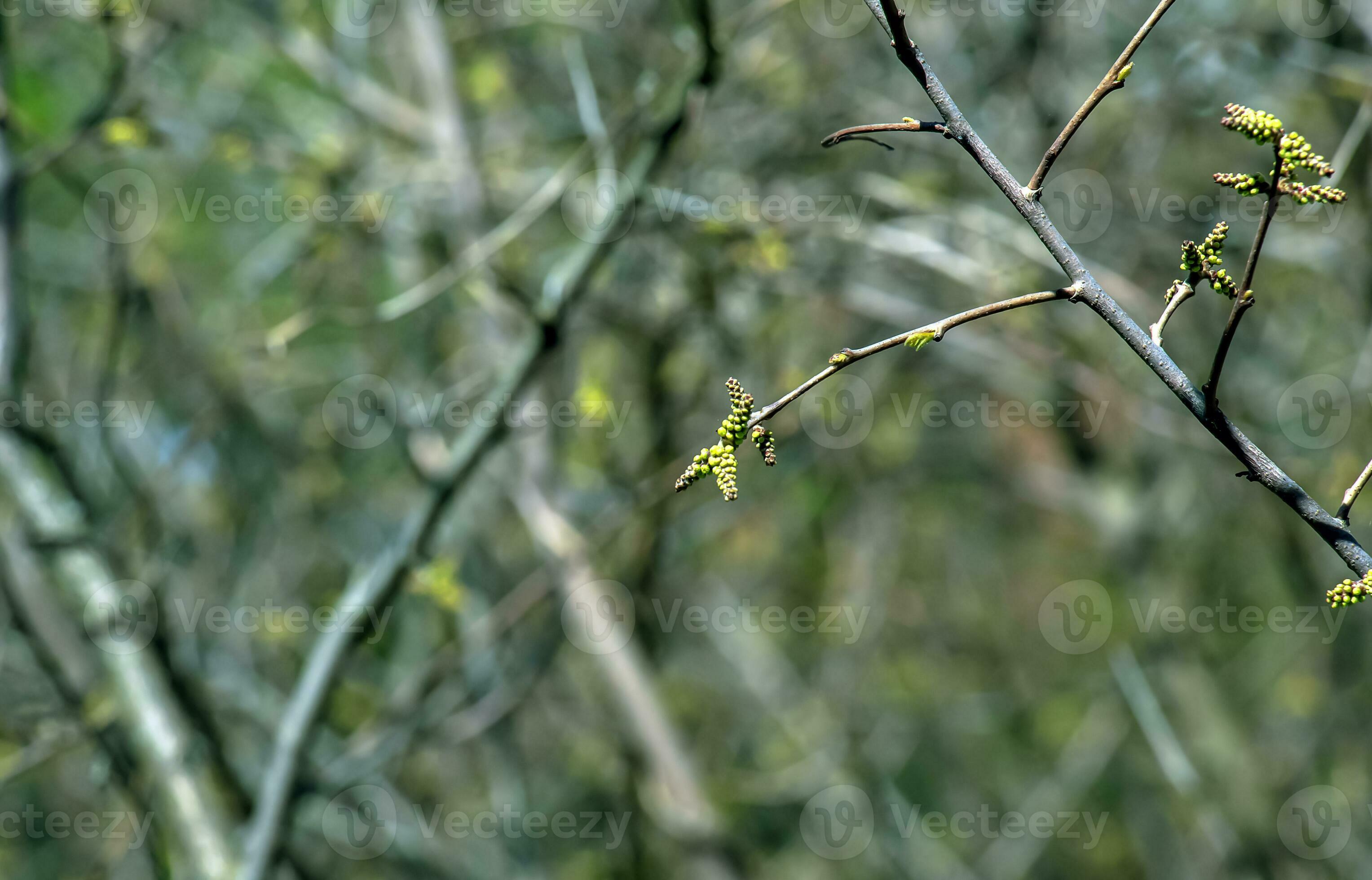 Closeup of fragrant sumac in spring. Latin name Rhus Aromatica. Sumac