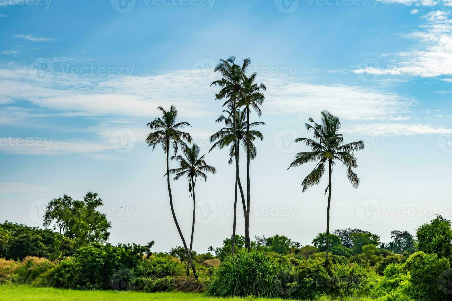 Coco arboles palmas en contra el azul cielo de India foto