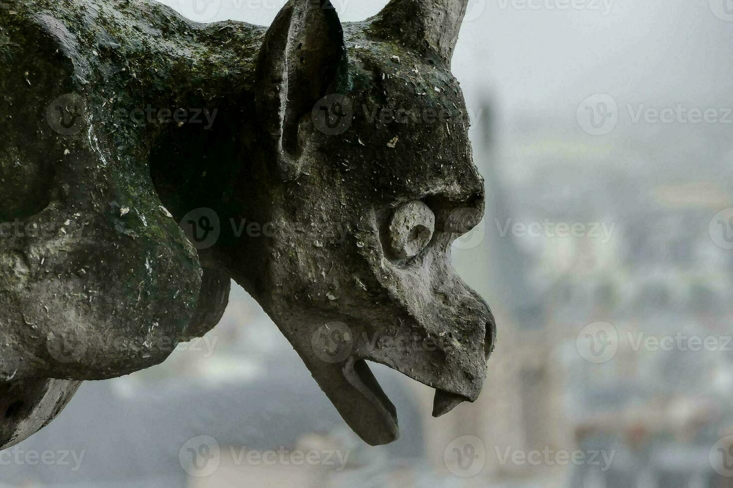 Close up of a gargoyle photo