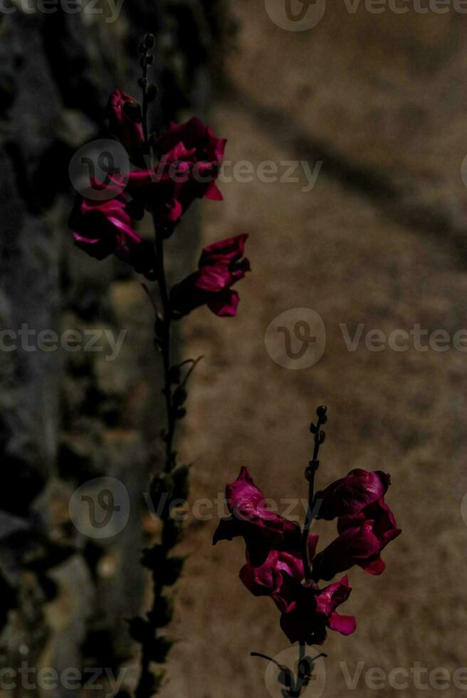 dos rosado flores son en pie en frente de un Roca pared foto