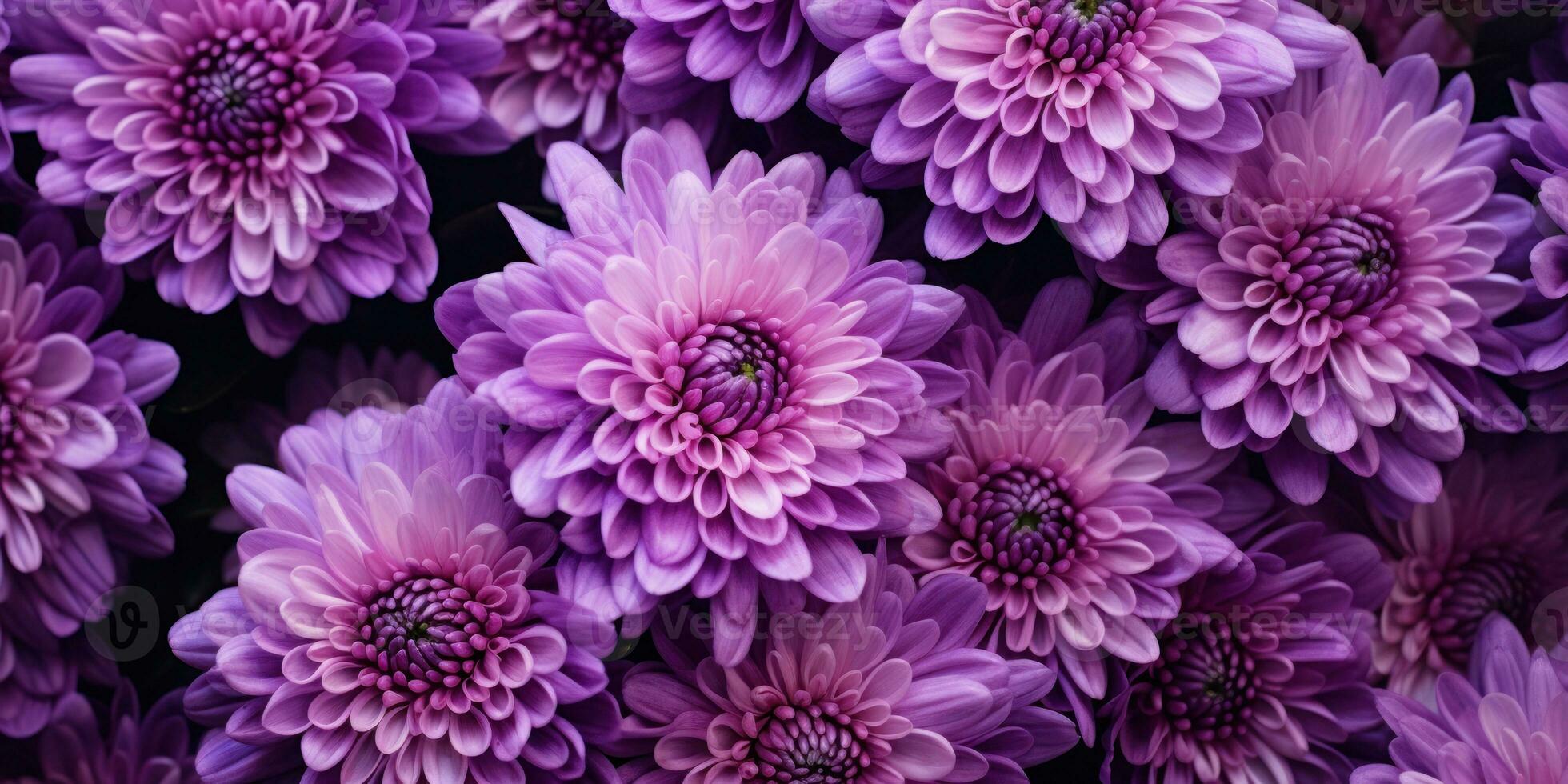 Close-up of vibrant purple chrysanthemums. AI Generative photo