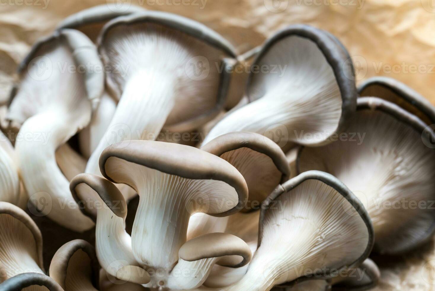 Oyster mushrooms closeup photo