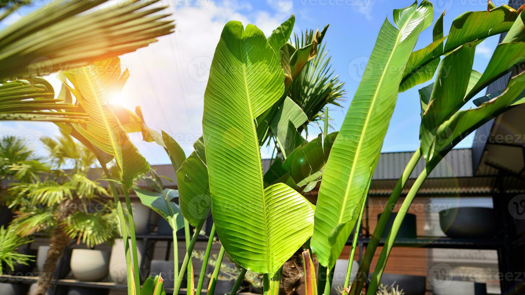 Banana trees growing with large banana leaves   with against a blue sky background. photo