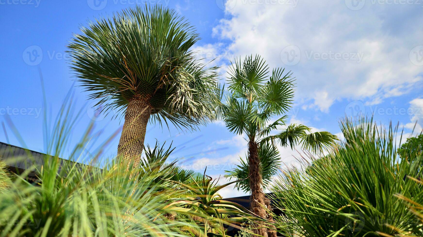 Palms tree with green branches against cloudless blue sky. Coconut tree, summer palm leaves. photo