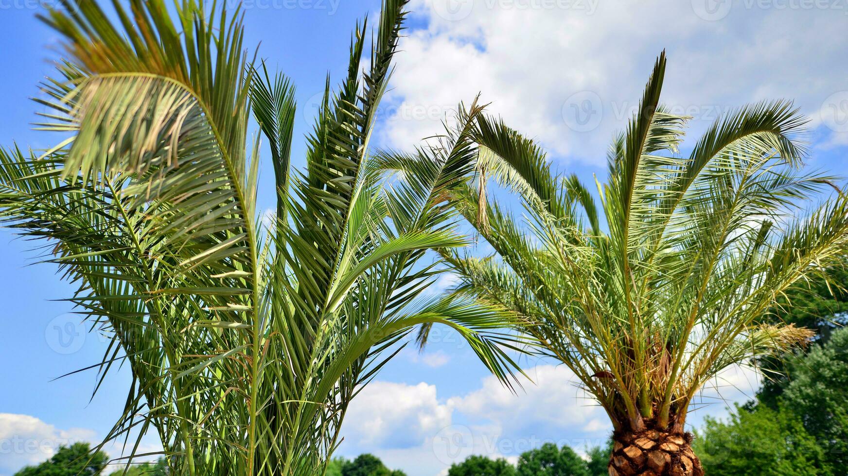 Palms tree with green branches against cloudless blue sky. Coconut tree, summer palm leaves. photo