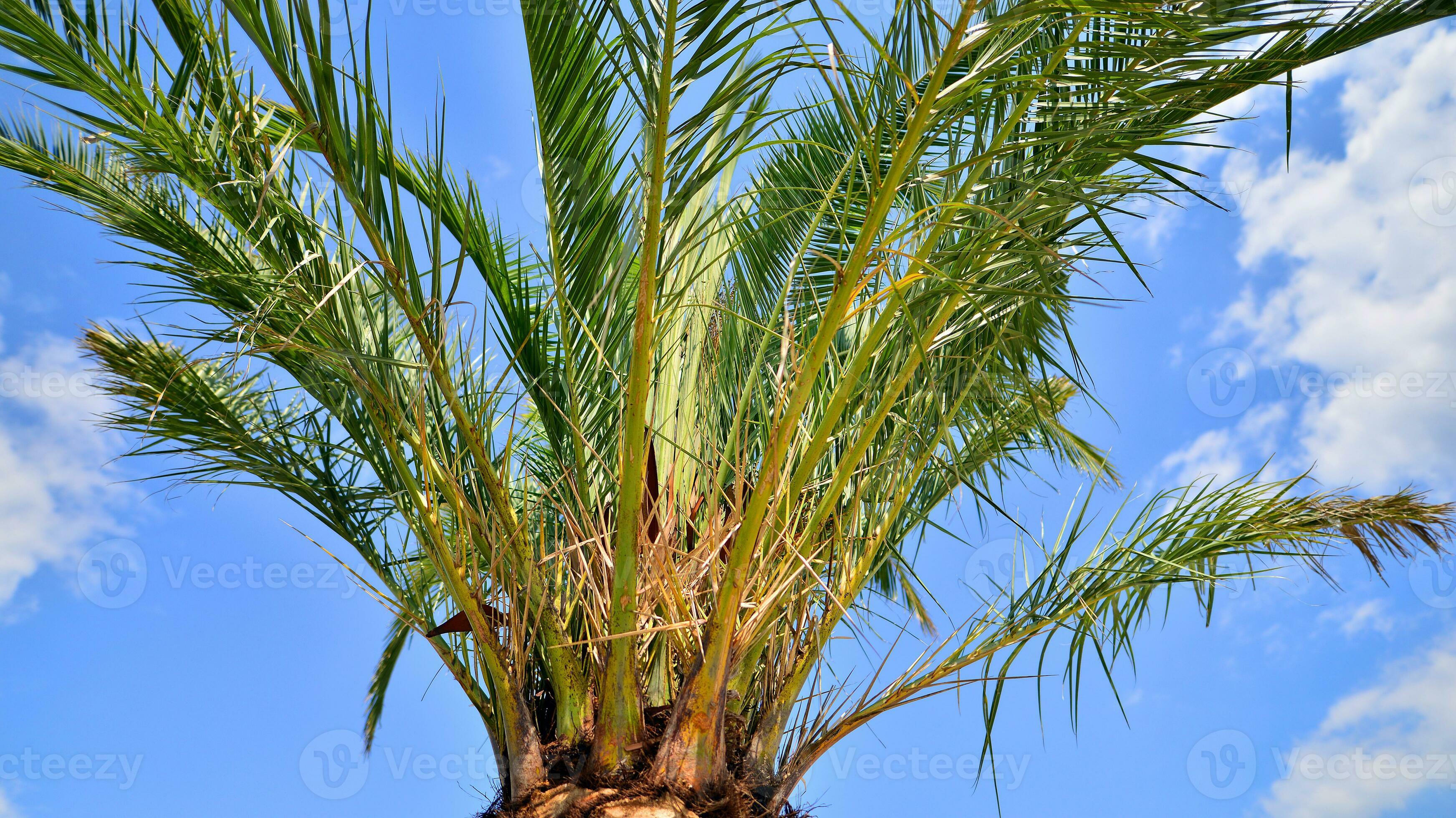 Palms tree with green branches against cloudless blue sky. Coconut tree