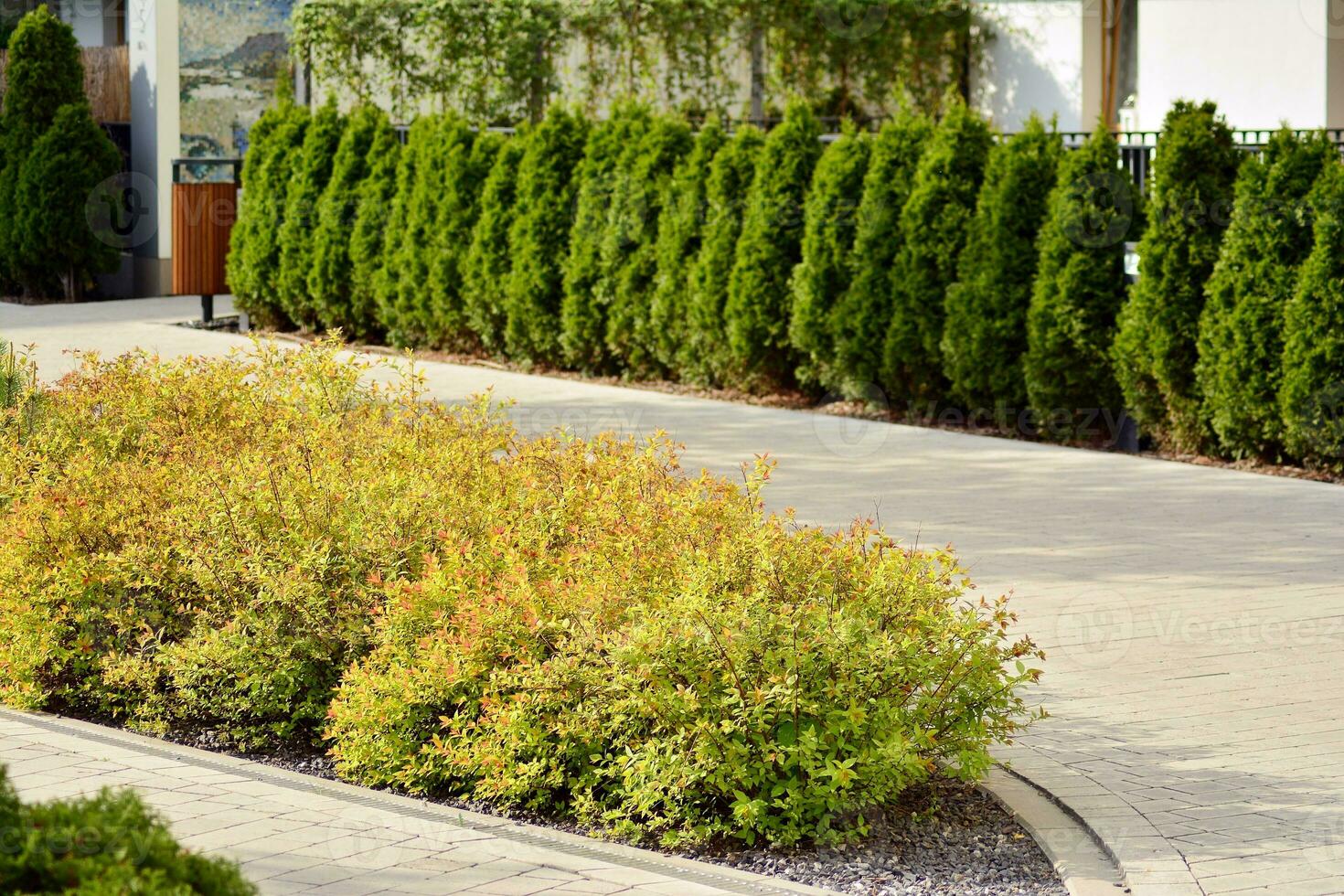 Ornamental shrubs and plants near a residential city house 33832305