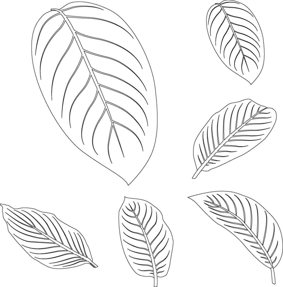 Diffenbachia leaves line art tropical plant leaf collection isolated on white background vector