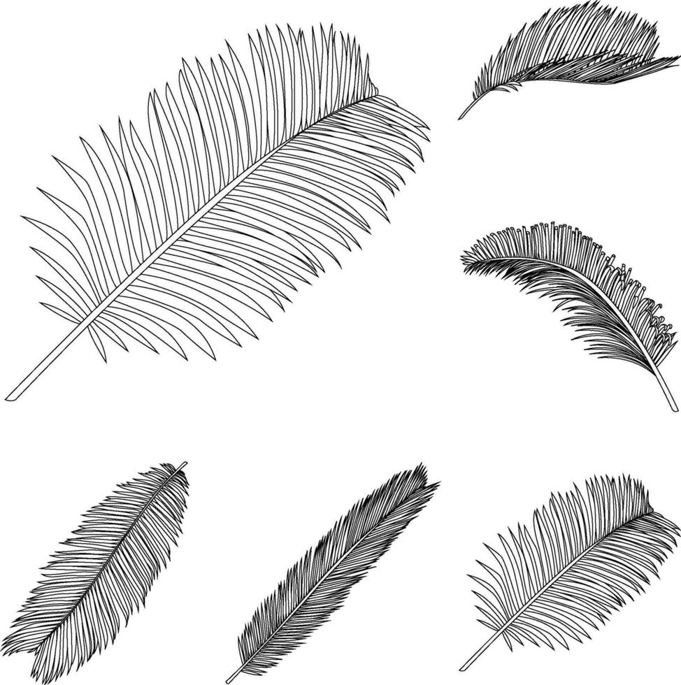 Sago palm leaves line art tropical plant leaf collection isolated on white background vector