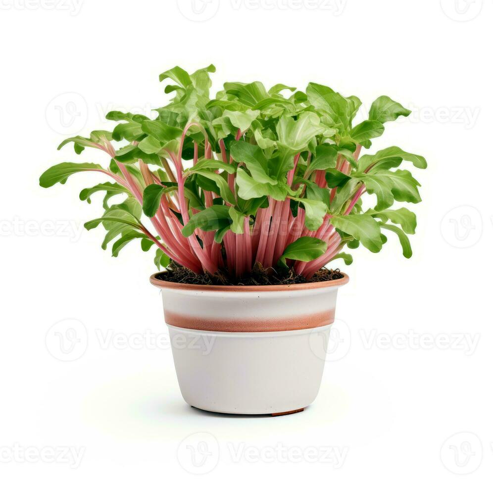 Chard in a flower pot. AI generated photo