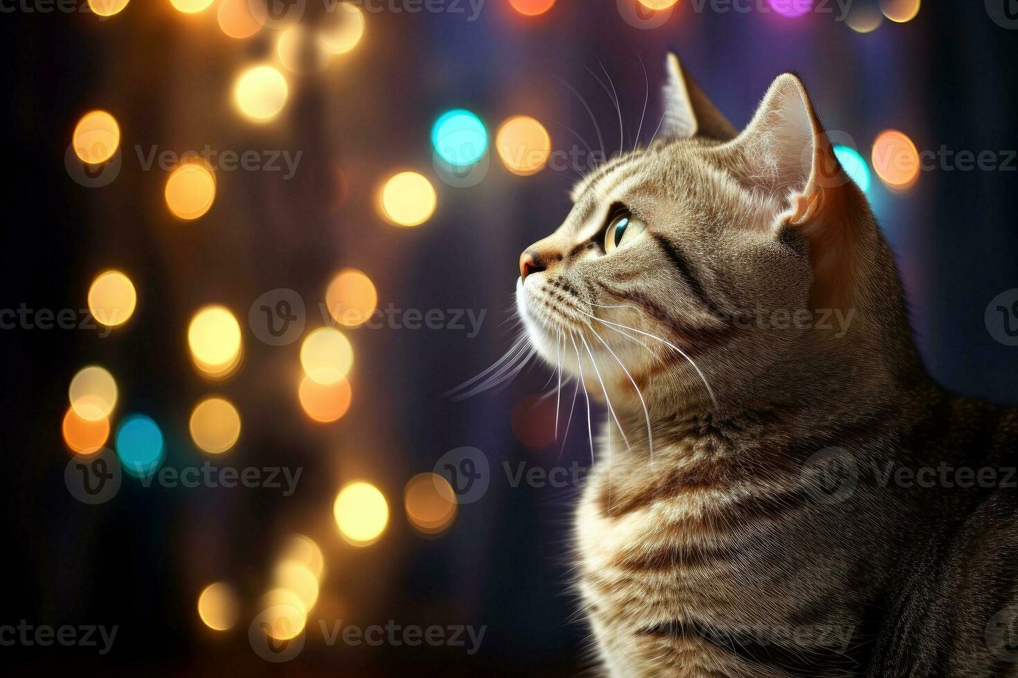 Close-up of cute cat gazing at something with beautiful bokeh background, Generative AI photo