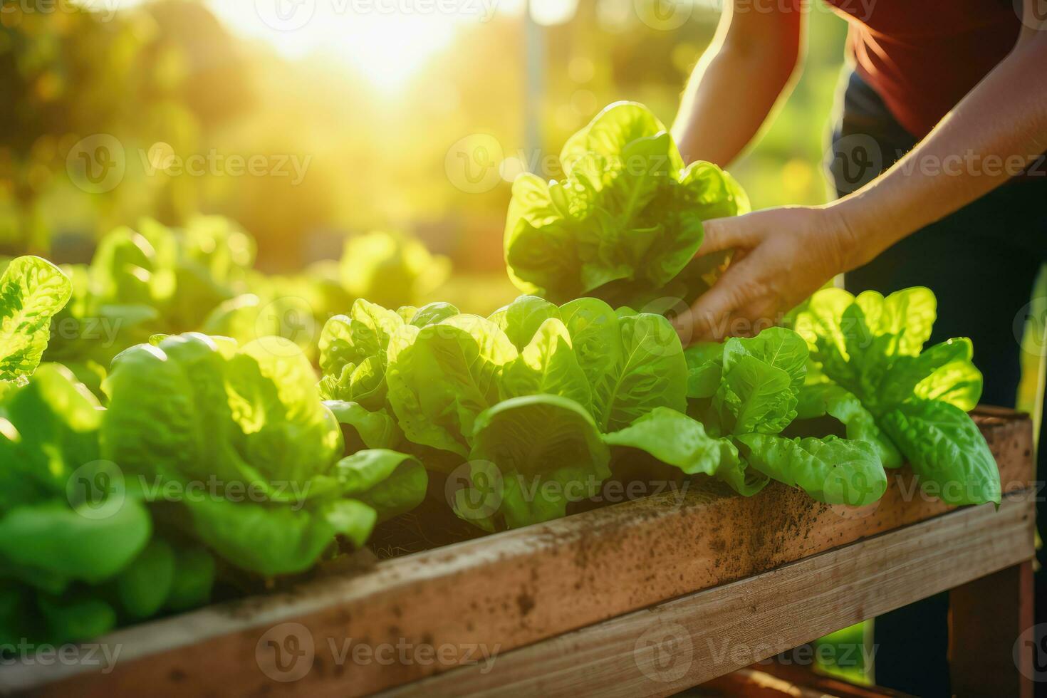 Woman hand picking lettuce in the house family salad garden, Generative AI. photo